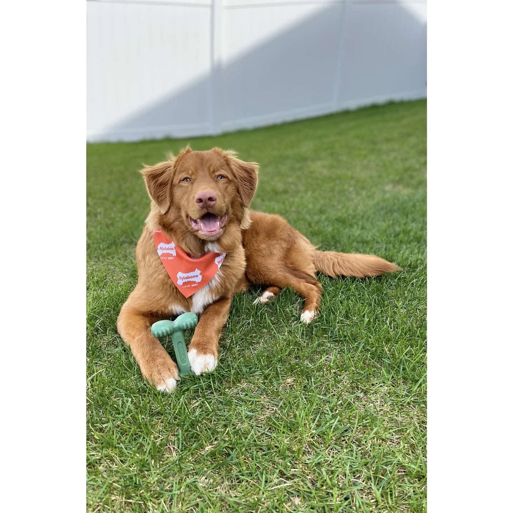 Power Chew Dog Dental Chew Toy with Paw Grips Tough Nylon Flavor Infused Healthy Chewing Teeth Cleaning Fun Up to 50 lbs