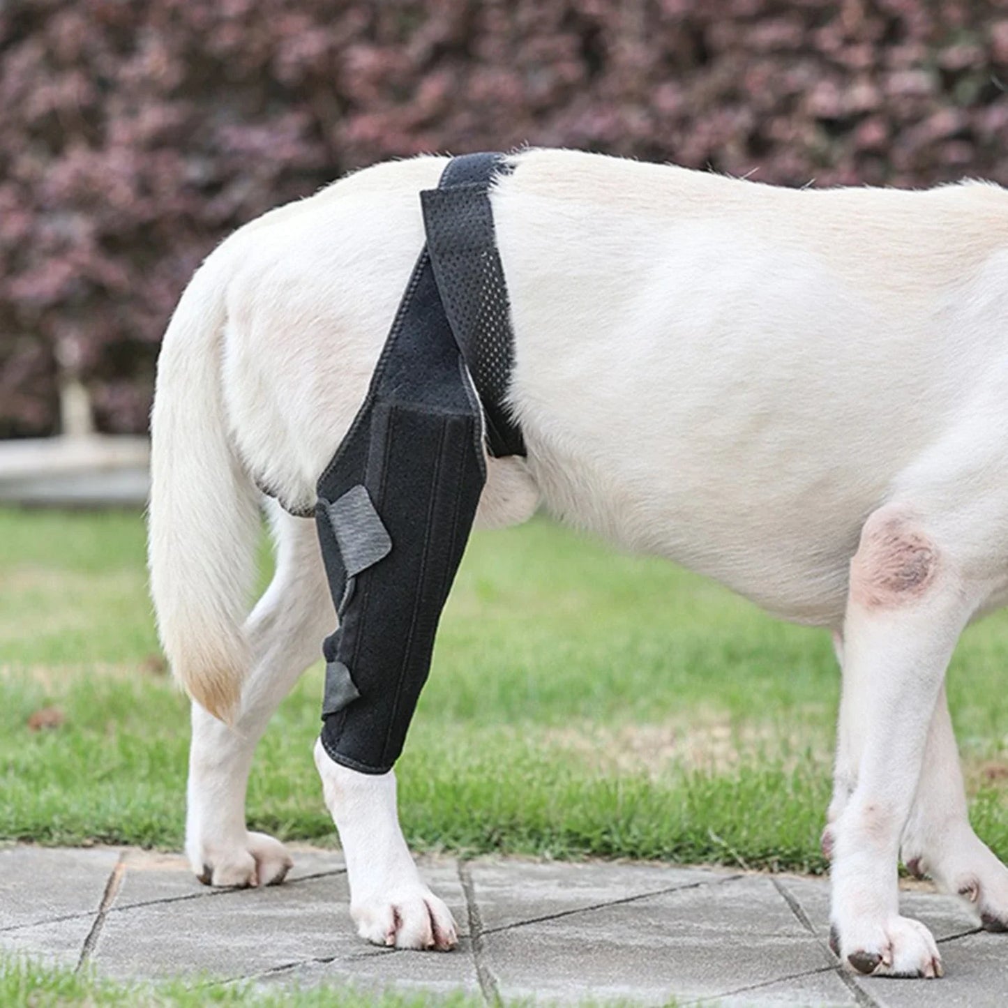 Dog Knee Brace Fastening Strap Adjustable Wear Resistant Hind Leg Brace Pet Supplies