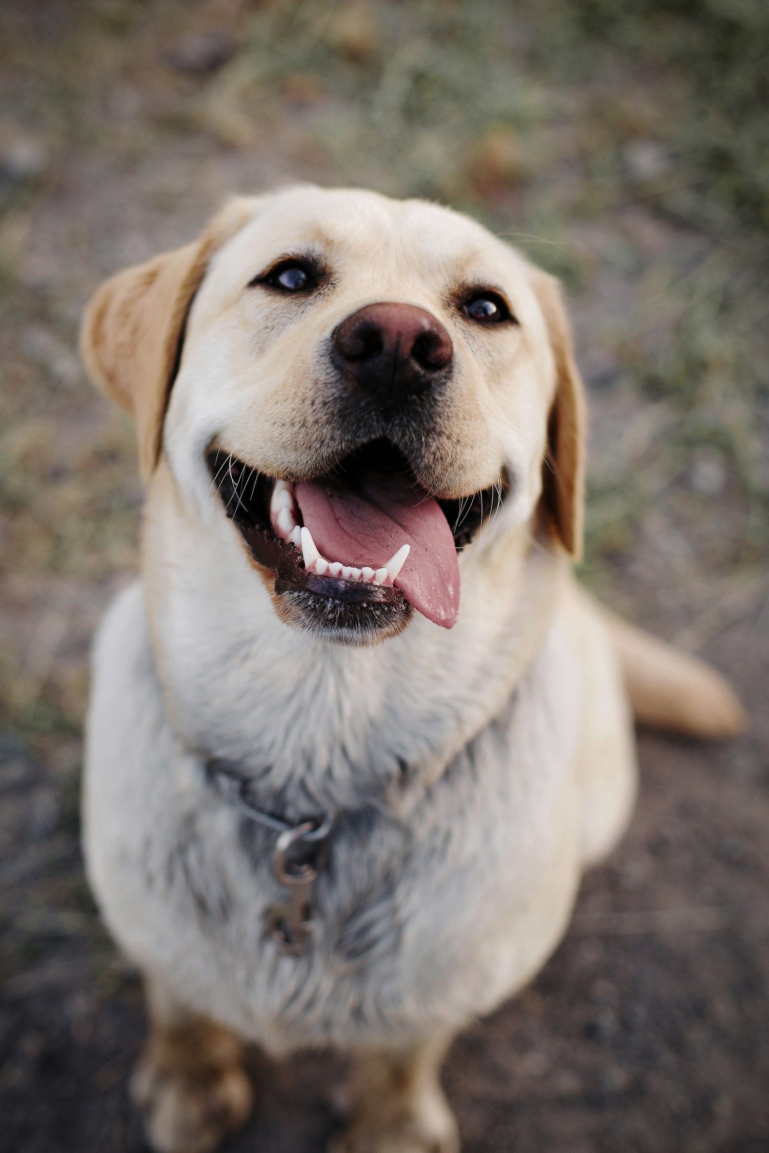 Pets Products