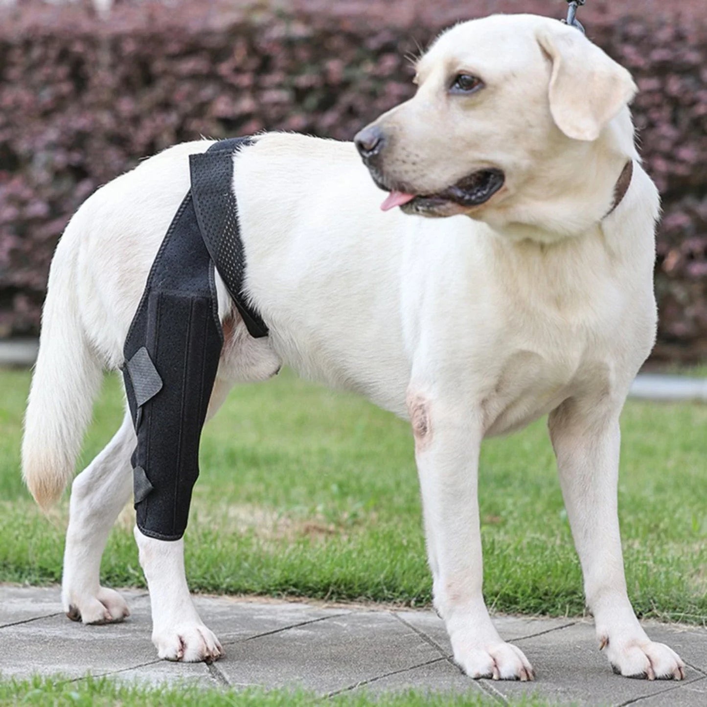 Dog Knee Brace Fastening Strap Adjustable Wear Resistant Hind Leg Brace Pet Supplies