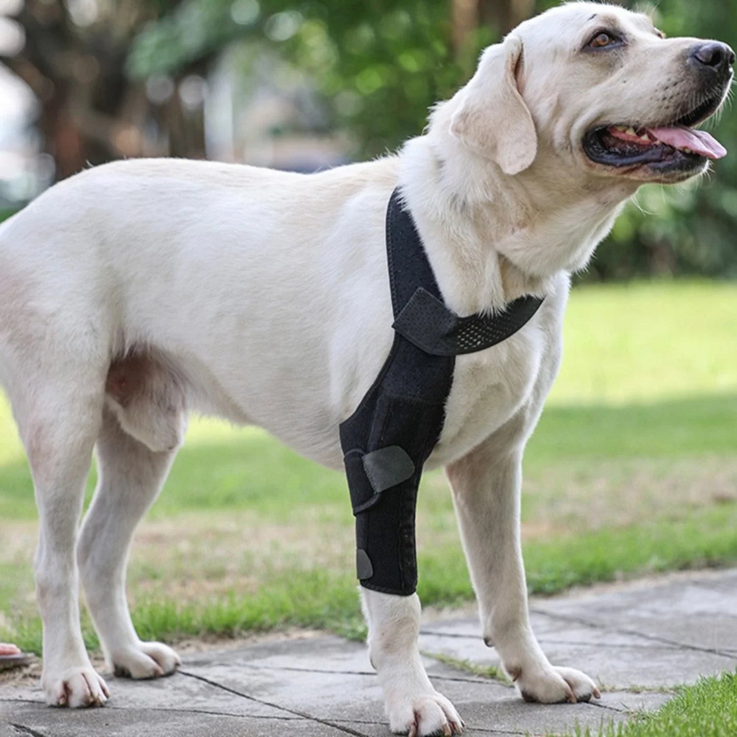 Dog Knee Brace Fastening Strap Adjustable Wear Resistant Hind Leg Brace Pet Supplies