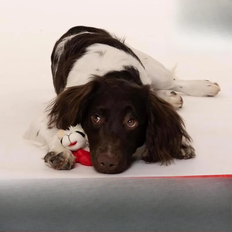 6" Lamb Chop Squeaky Dog Toy, Extra Soft Plush Chew Toy for Puppies, Cute Cream Colored Pet Toy